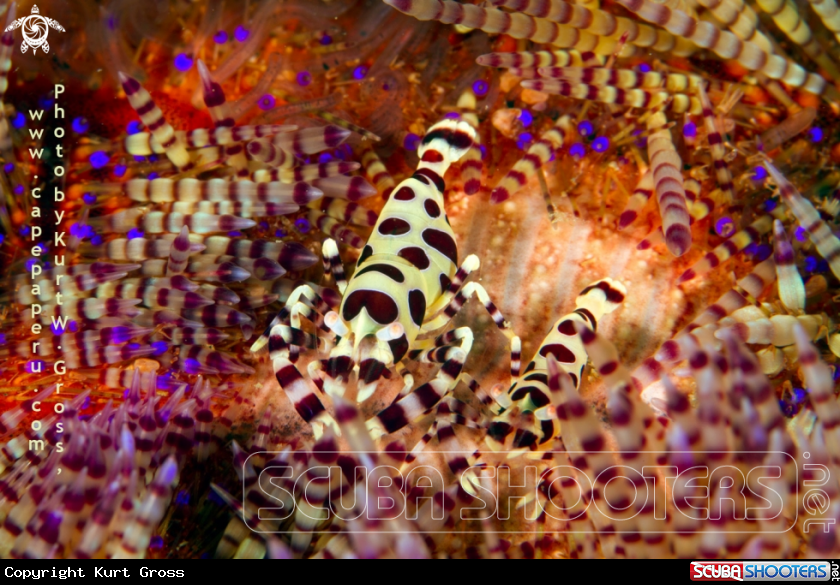 A coolman shrimp