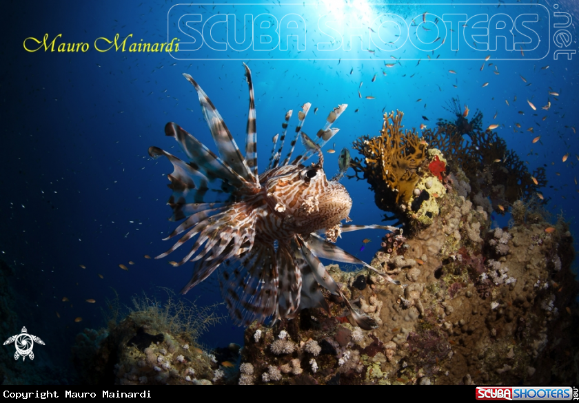 A Lionfish