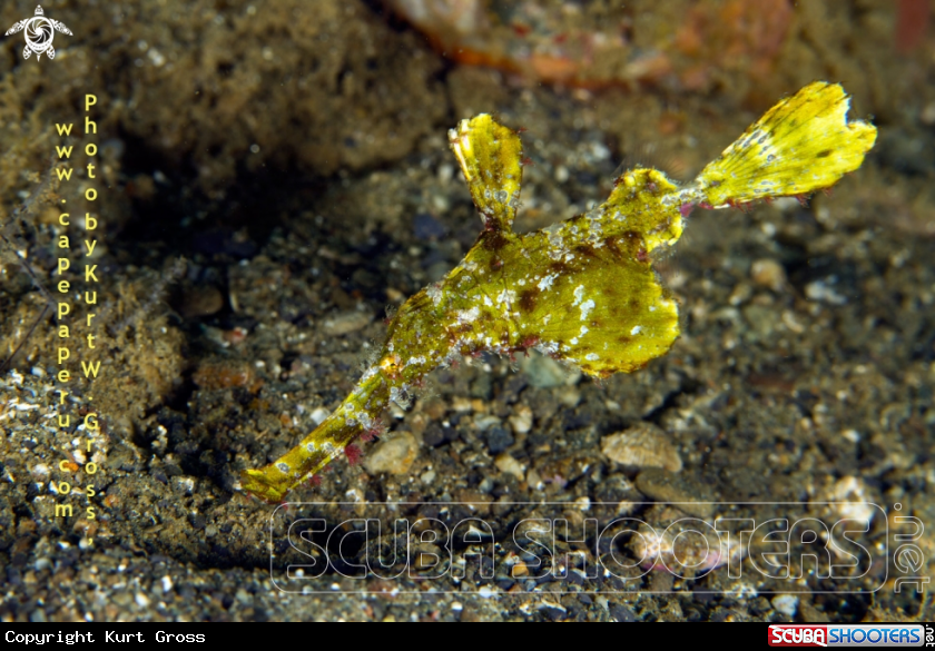 A Ghost pipe fish