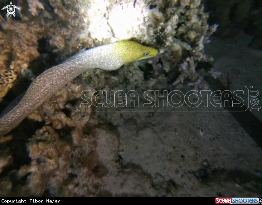 A Undulate moray
