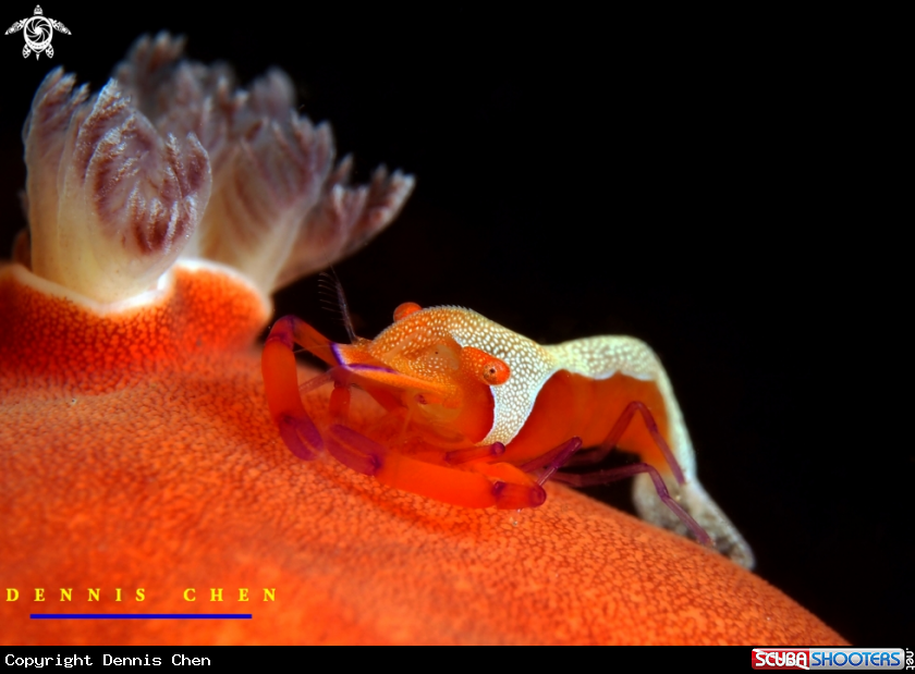 A Periclimenes imperator
