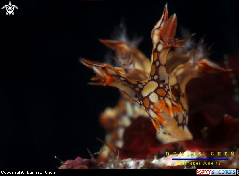 A Bornella anguilla
