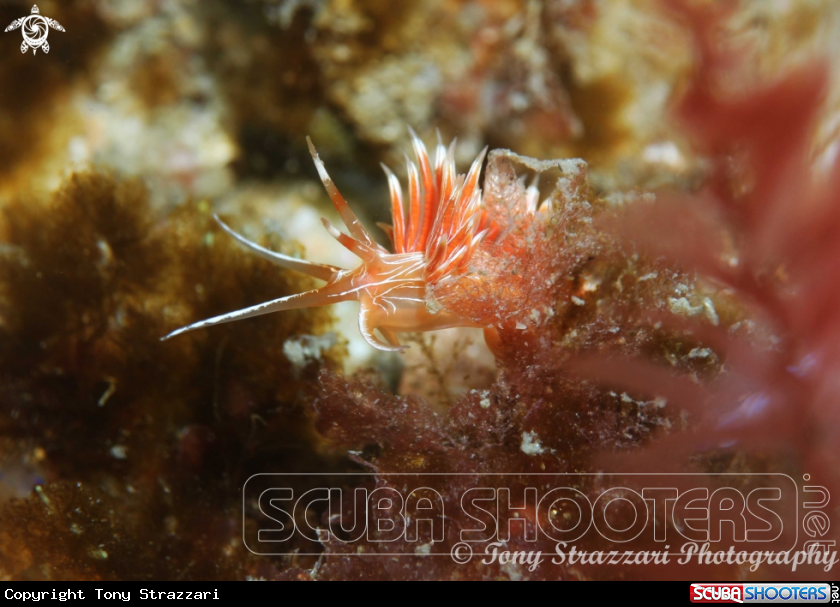 A White-lined Cratena