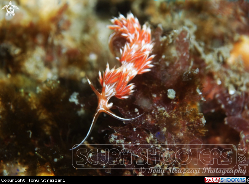 A White-lined Cratena