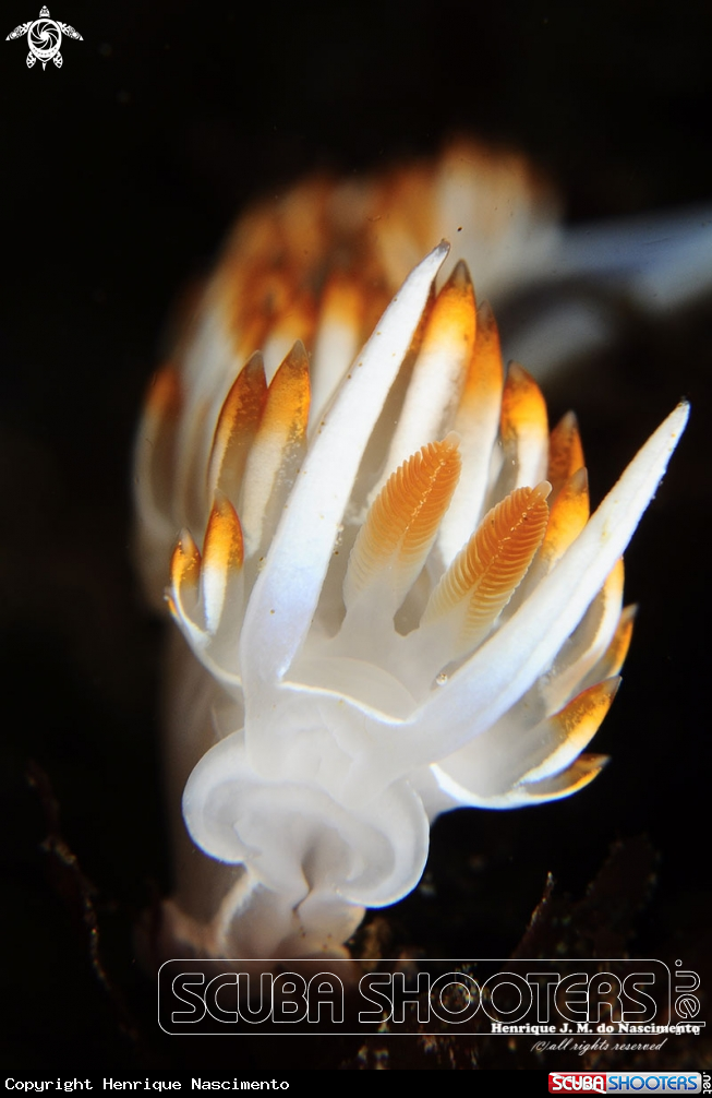 A Nudibranch