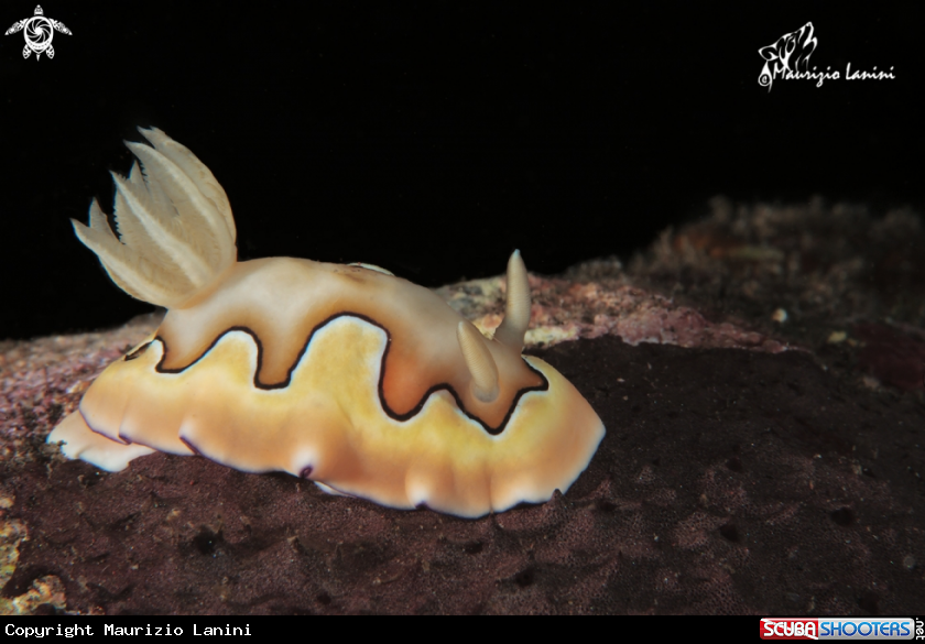 A Nudibranch
