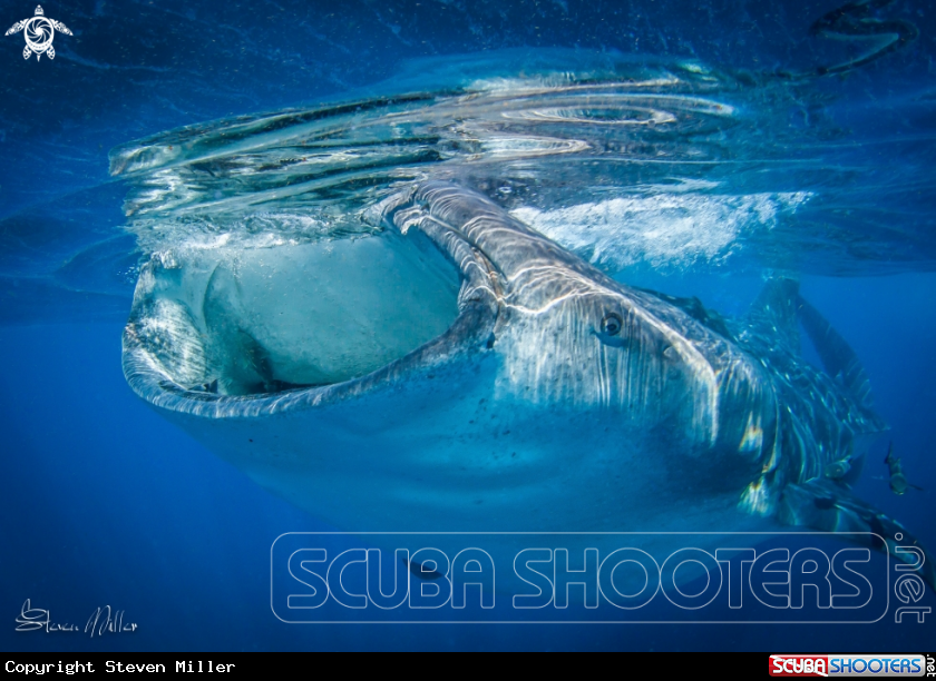 A Whaleshark
