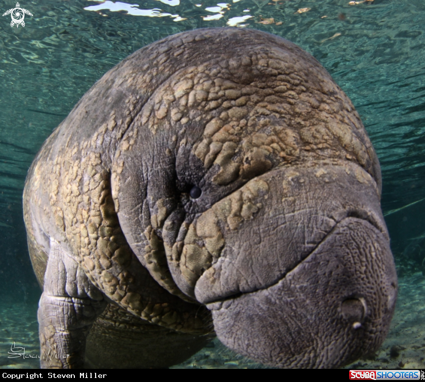 A Manatee