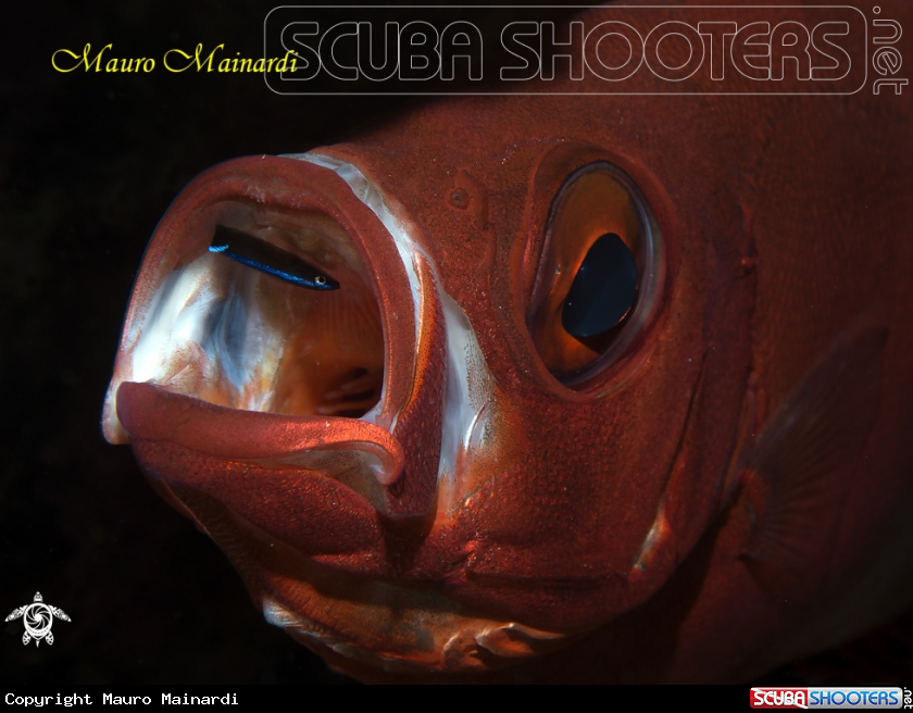 A Red fish.....???