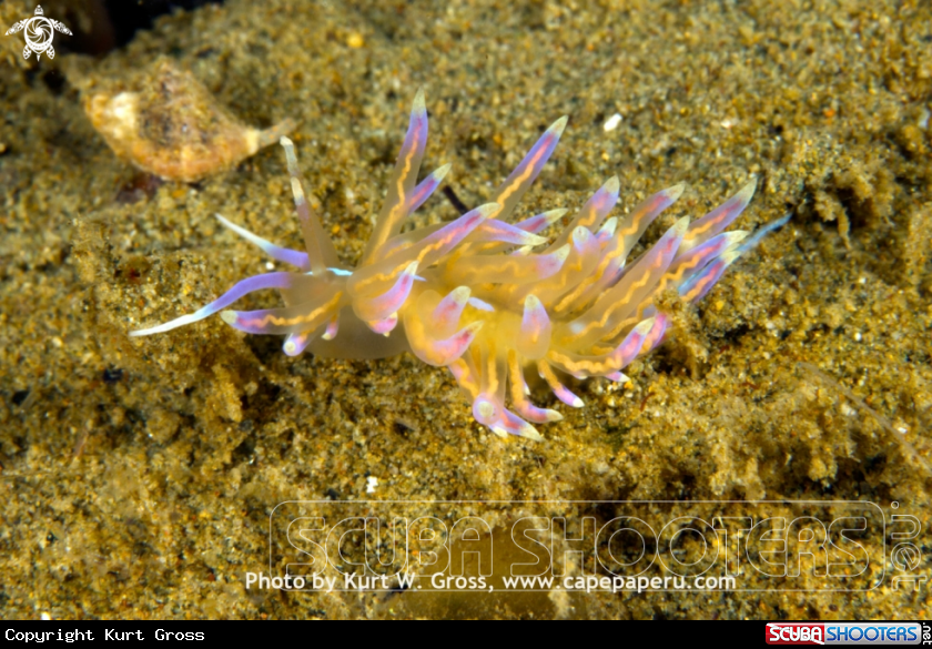 A aeolid nudibranch
