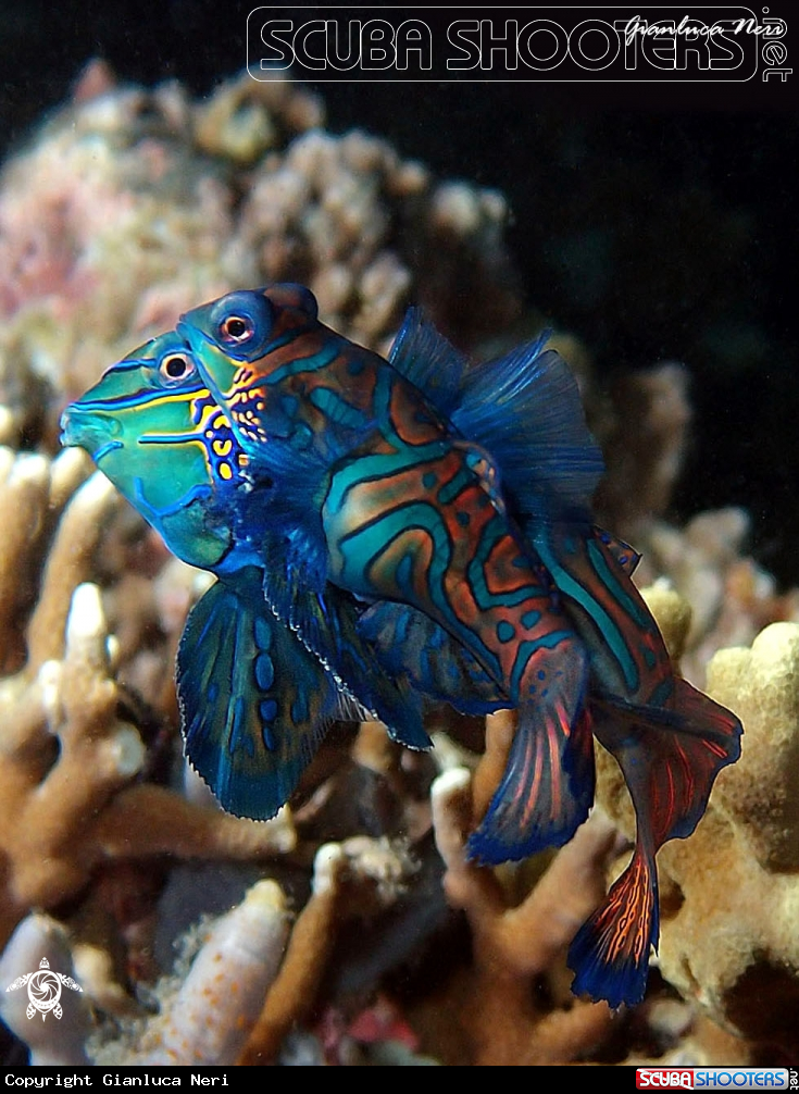 A Mandarin fish