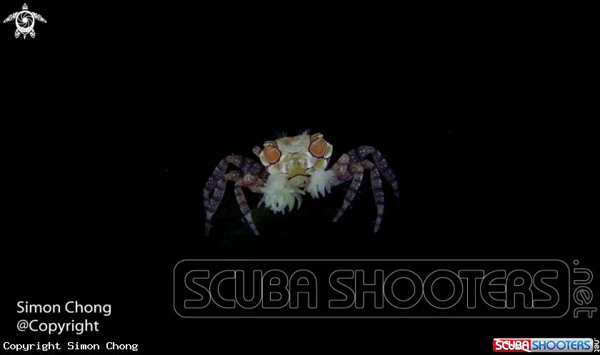 A Boxercrab