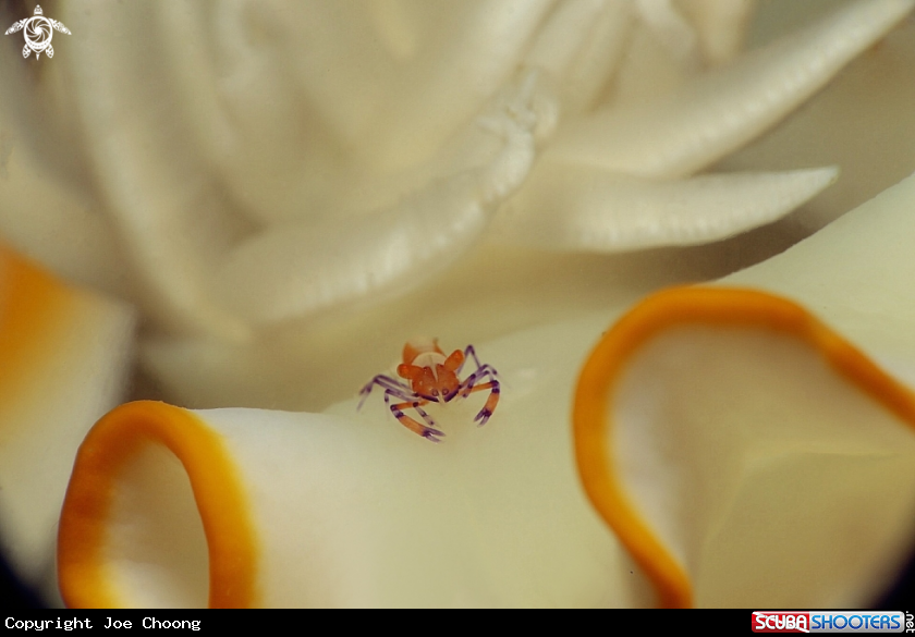A Emperor Shrimp with nudibranch 