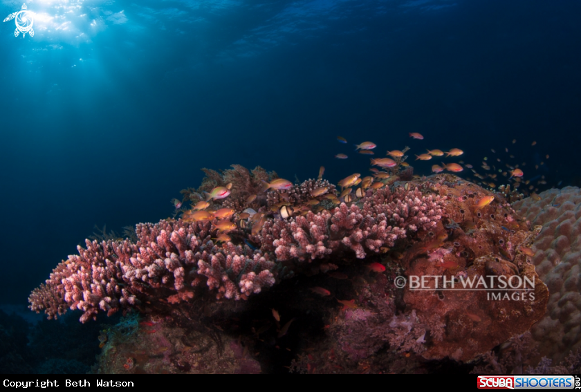 A Reef Scene