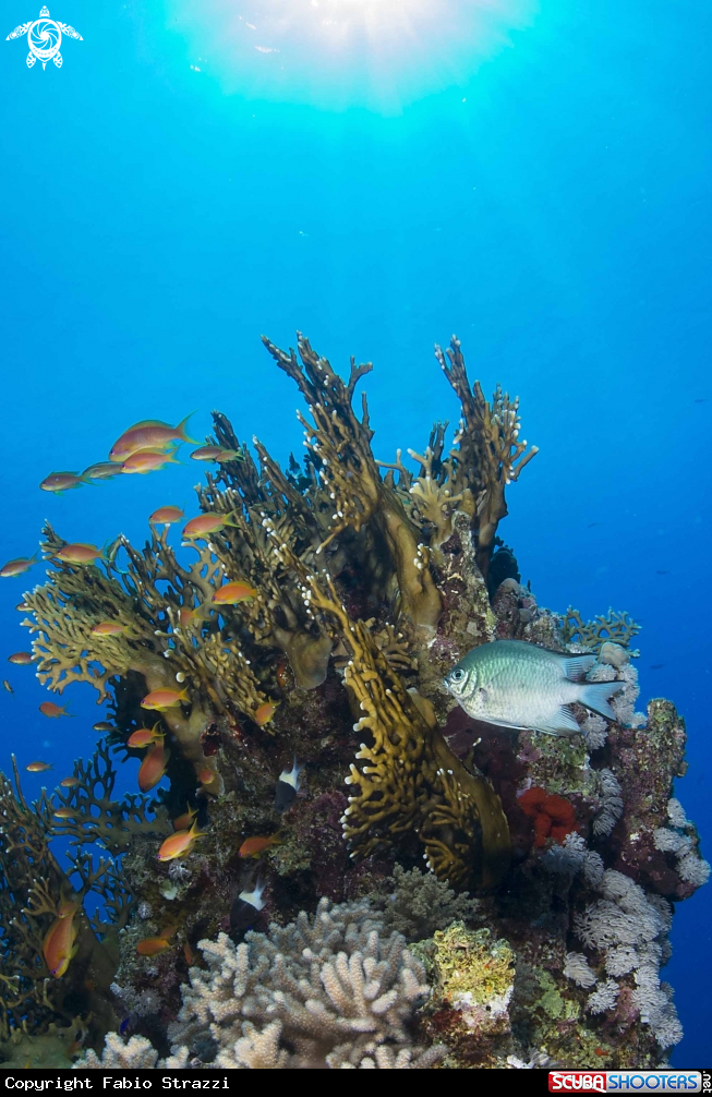 A Reef