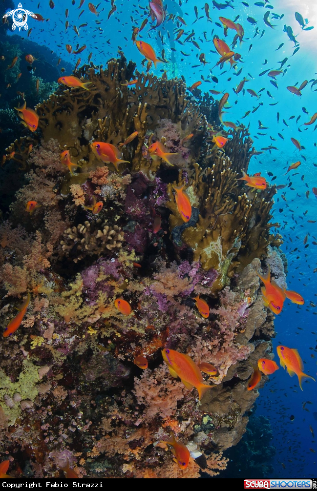 A REef