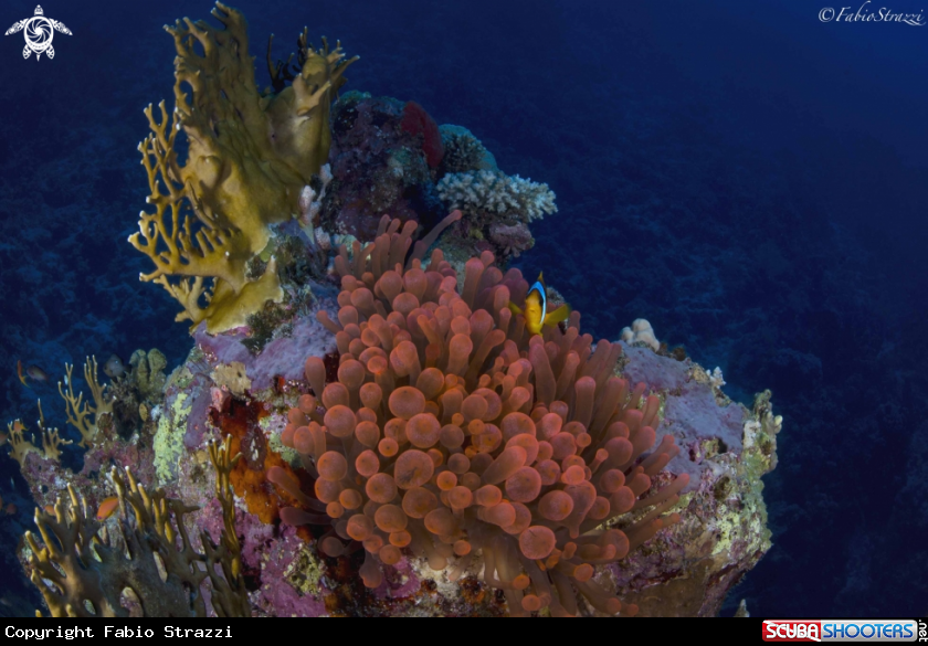 A REef