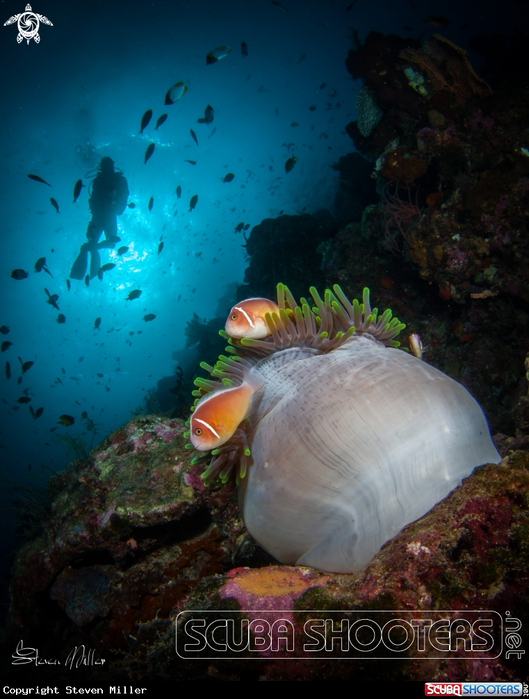 A Anemone and Clownfish
