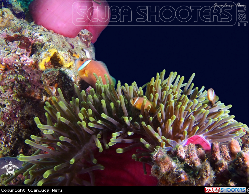 A Clownfish
