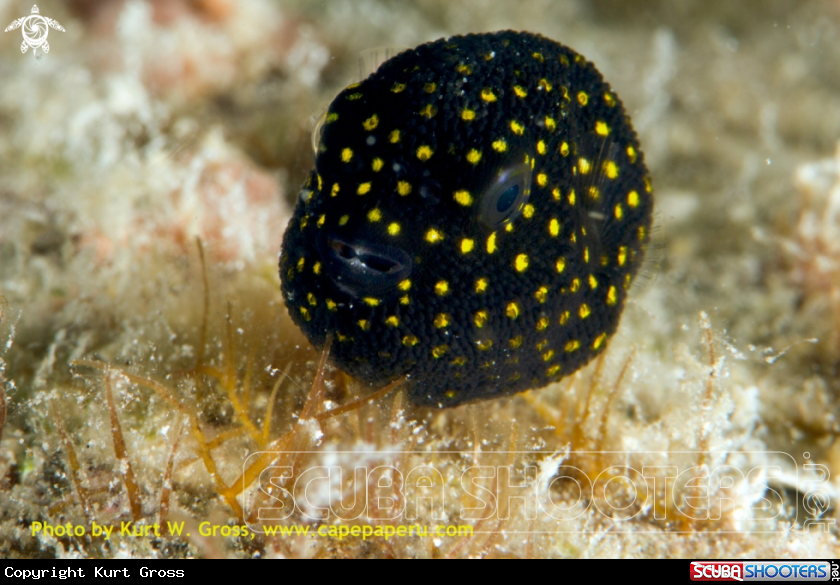 A Juvenile star puffer