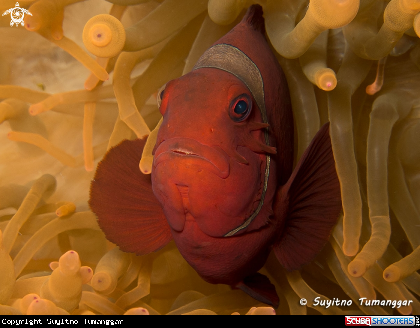 A Anemonefish