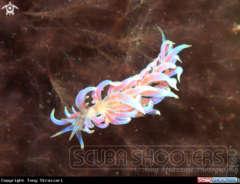 A Pink Fluffy Phyllodesmium