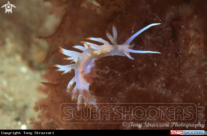 A Flabellina bicolor