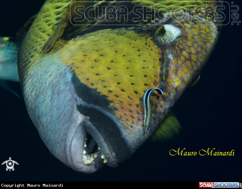 A Titan triggerfish