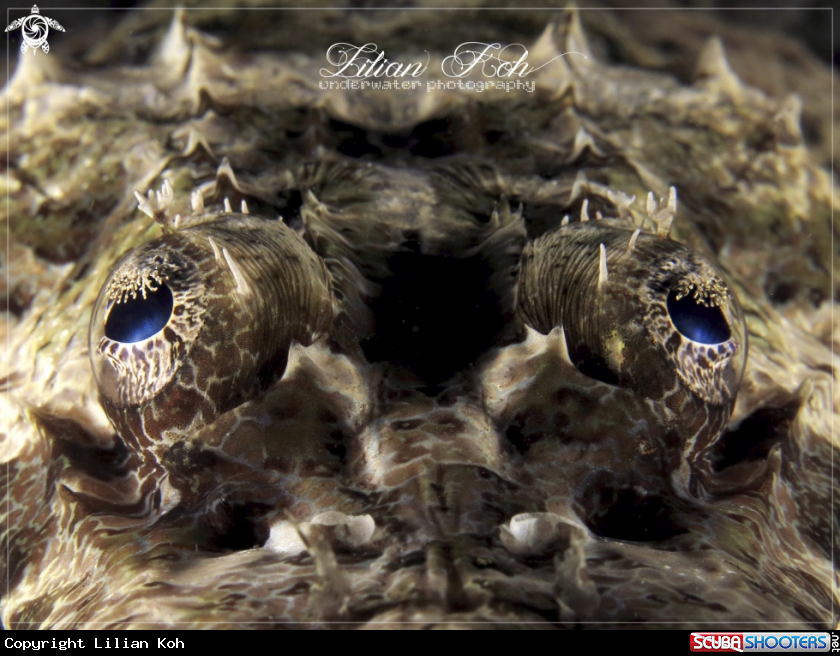A Crocodile Flathead