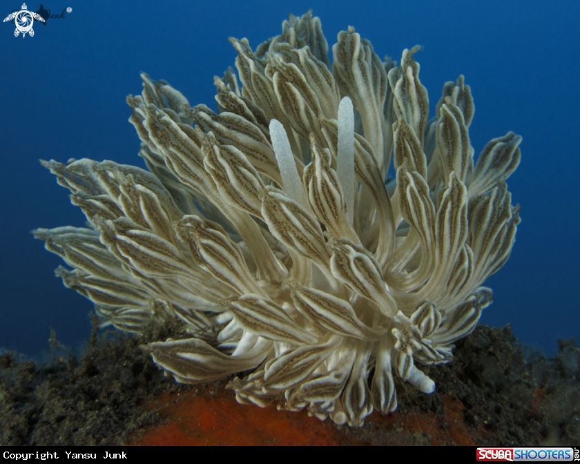 A Phyllodesmium
