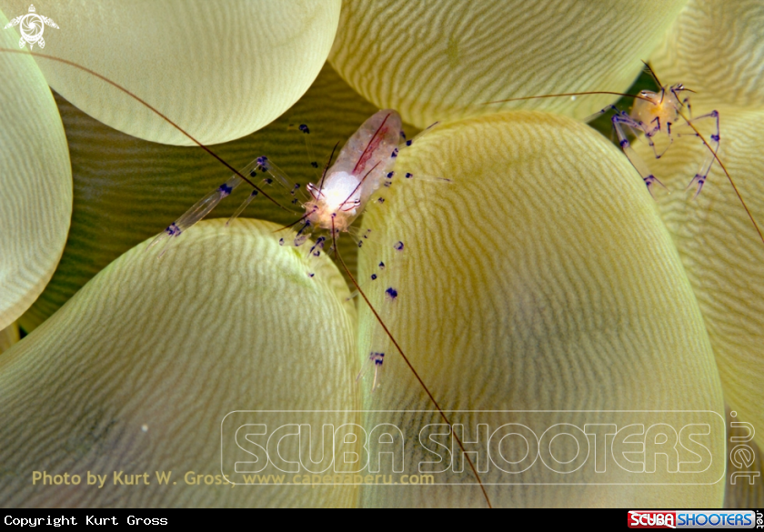 A Bubble shrimp