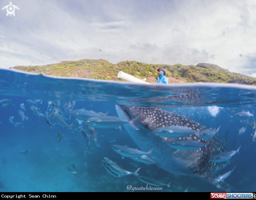 A Whale Shark
