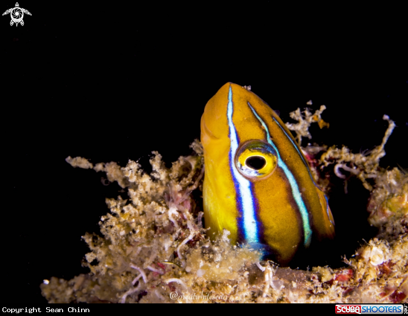 A Blue Striped Fangblenny