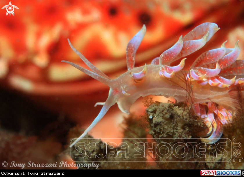 A Phyllodesmium poindimiei