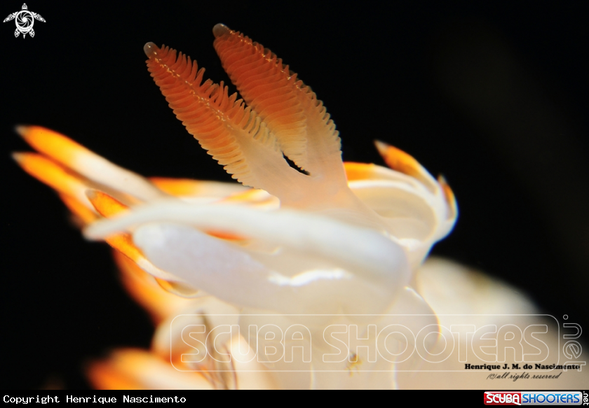 A Nudibranch