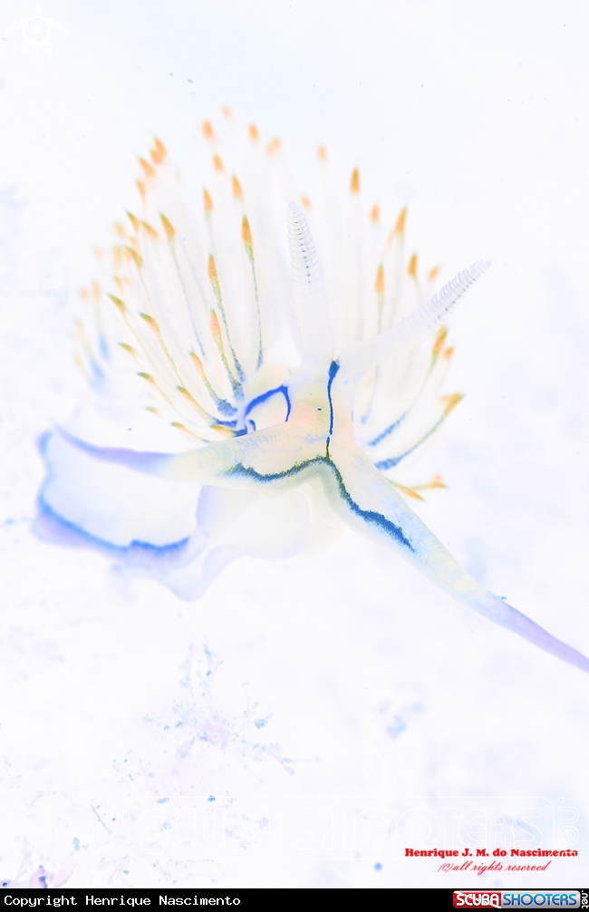 A Nudibranch