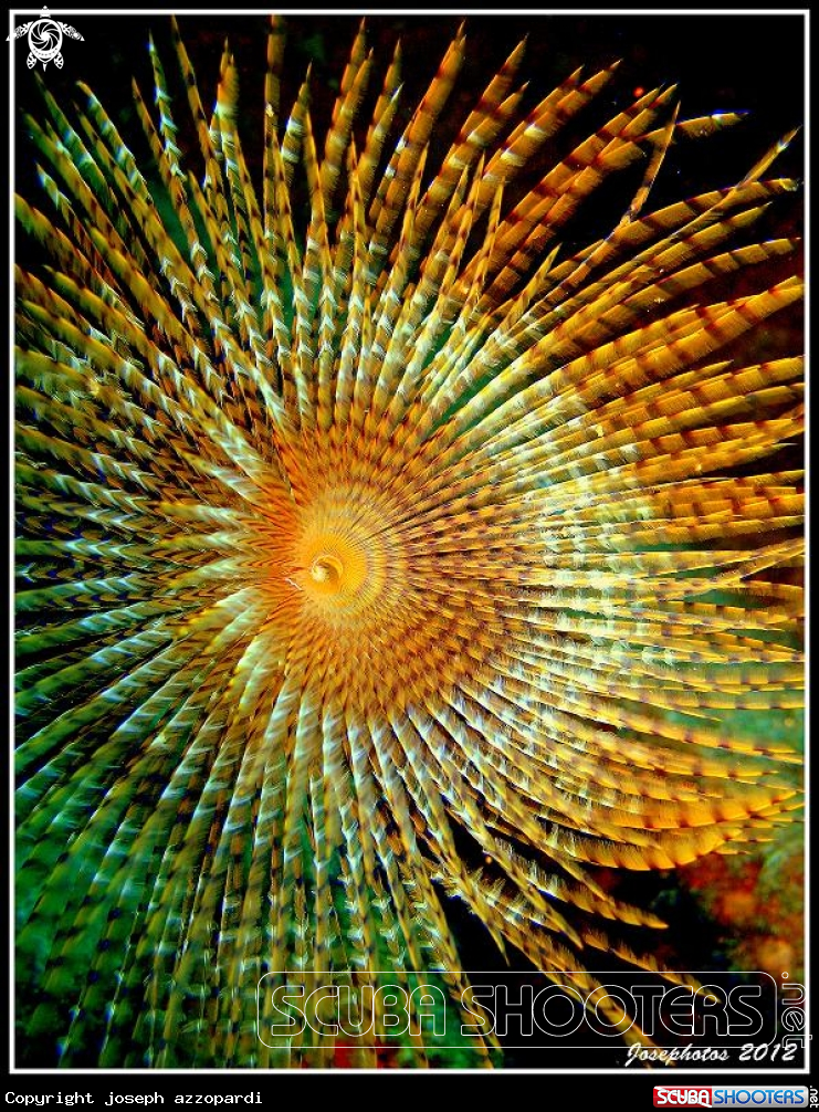 A tubeworm 