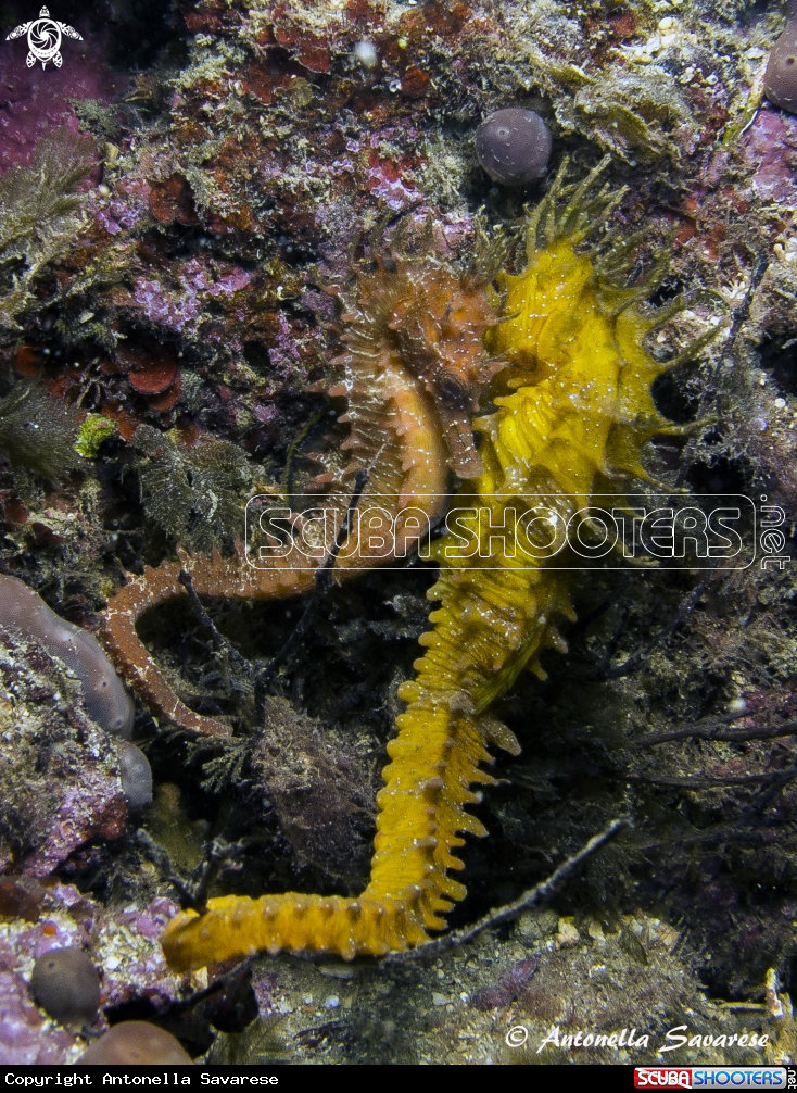 A Hippocampus guttulatus