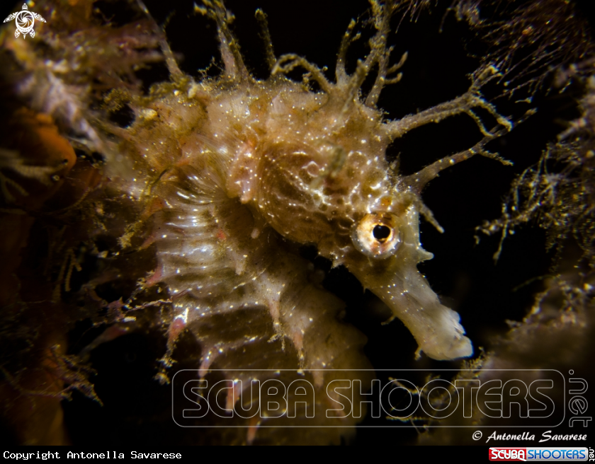 A Hippocampus guttulatus