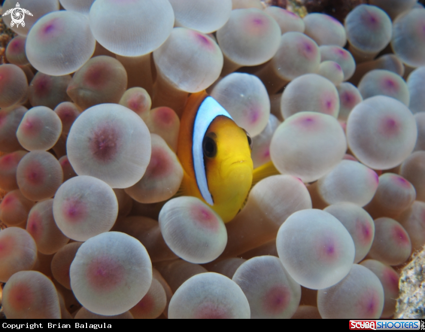 A Anemonefish