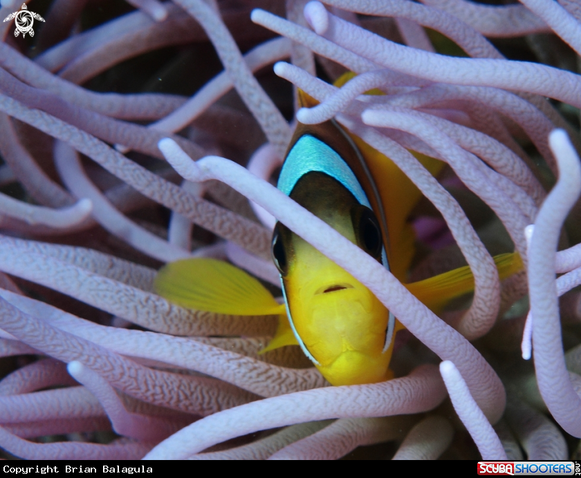 A Anemonefish