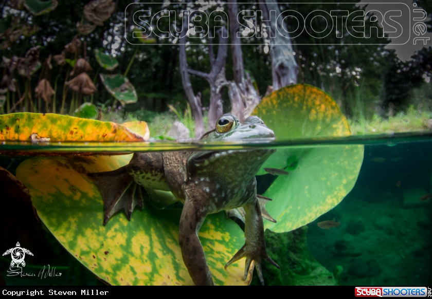 A Leopard Frog