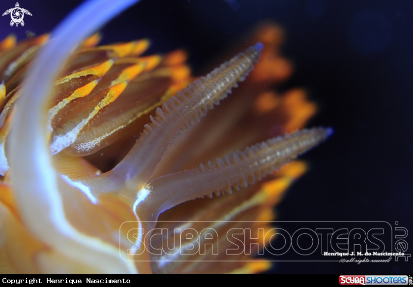 A Nudibranch