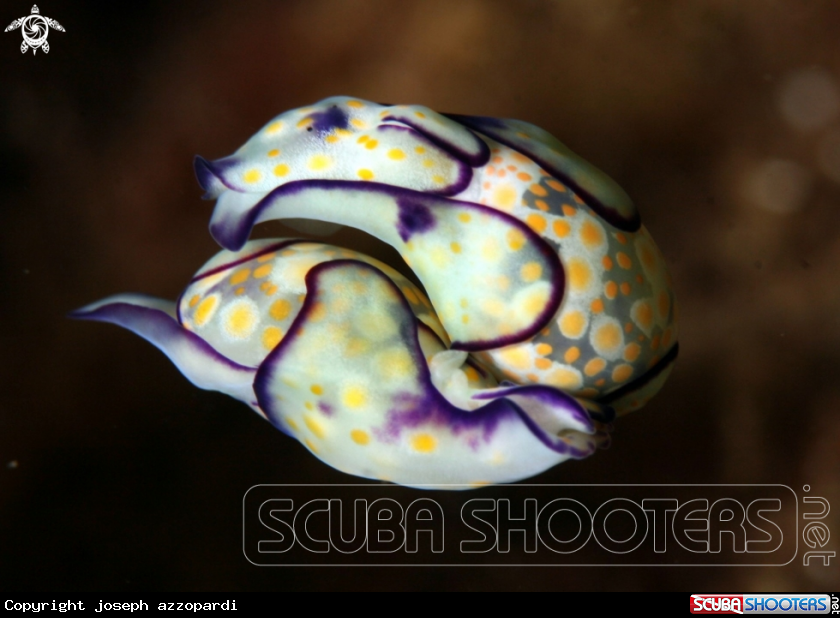 A nudibrunch
