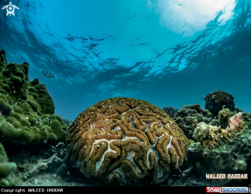 A Coral brain