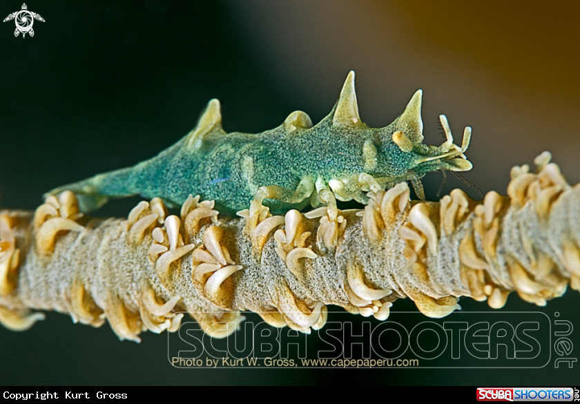 A Dragon Shrimp