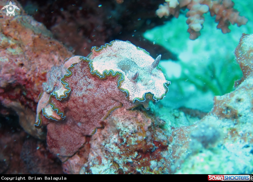 A Nudibranch
