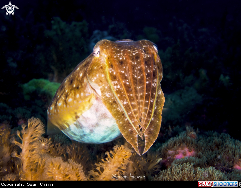 A Cuttlefish