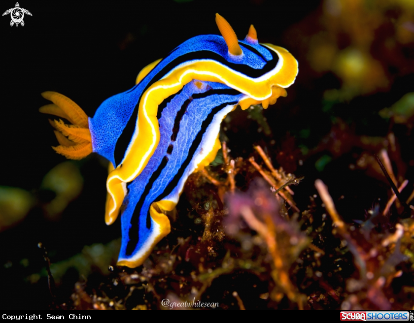 A Nudibranch