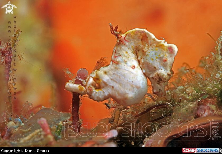 A Pontohi Seahorse